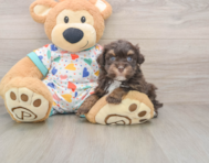 6 week old Havapoo Puppy For Sale - Pilesgrove Pups