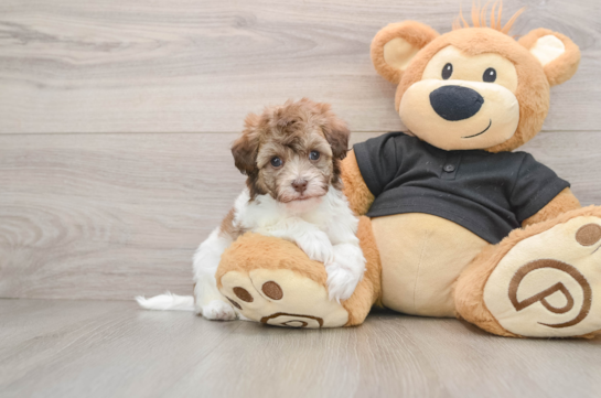 Havapoo Puppy for Adoption