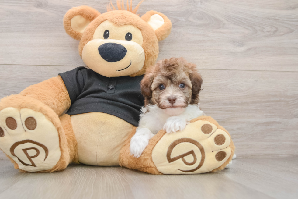 Havapoo Puppy for Adoption
