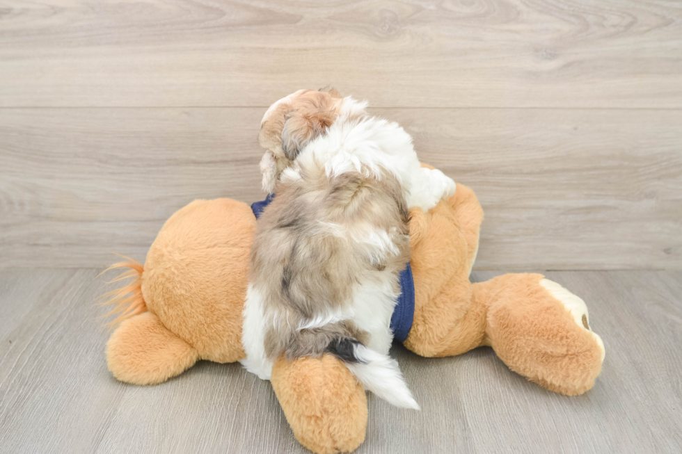 Adorable Havadoodle Poodle Mix Puppy