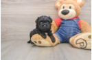 Hypoallergenic Havadoodle Poodle Mix Puppy