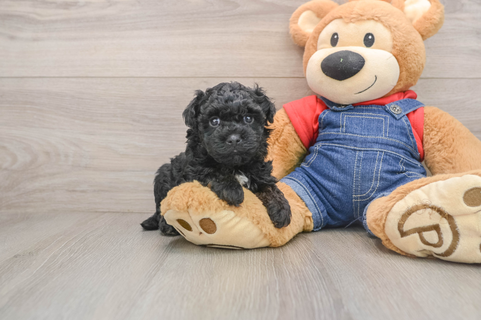 Hypoallergenic Havadoodle Poodle Mix Puppy