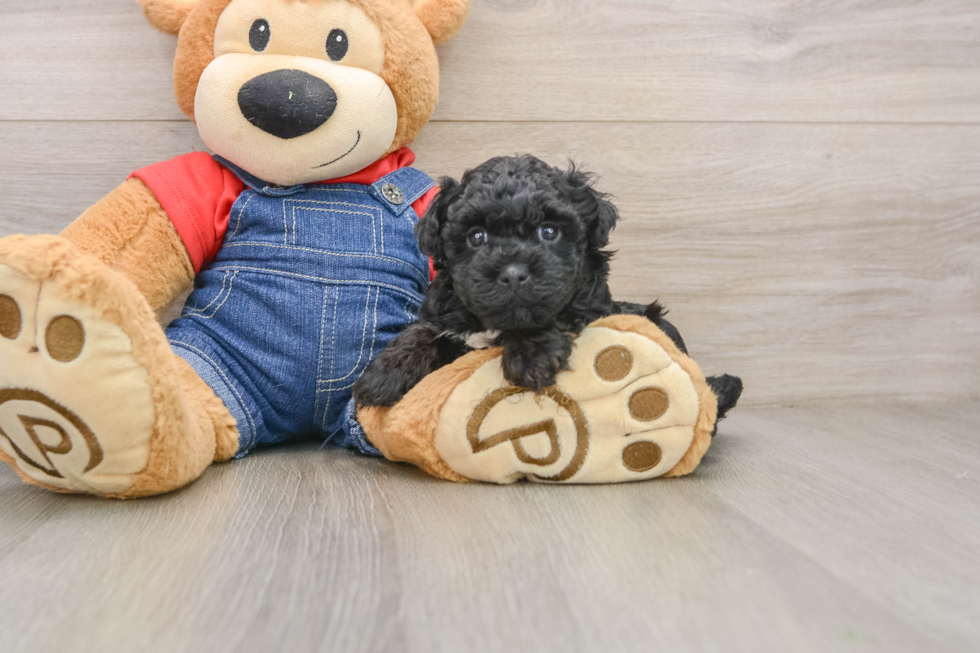 Funny Havapoo Poodle Mix Pup