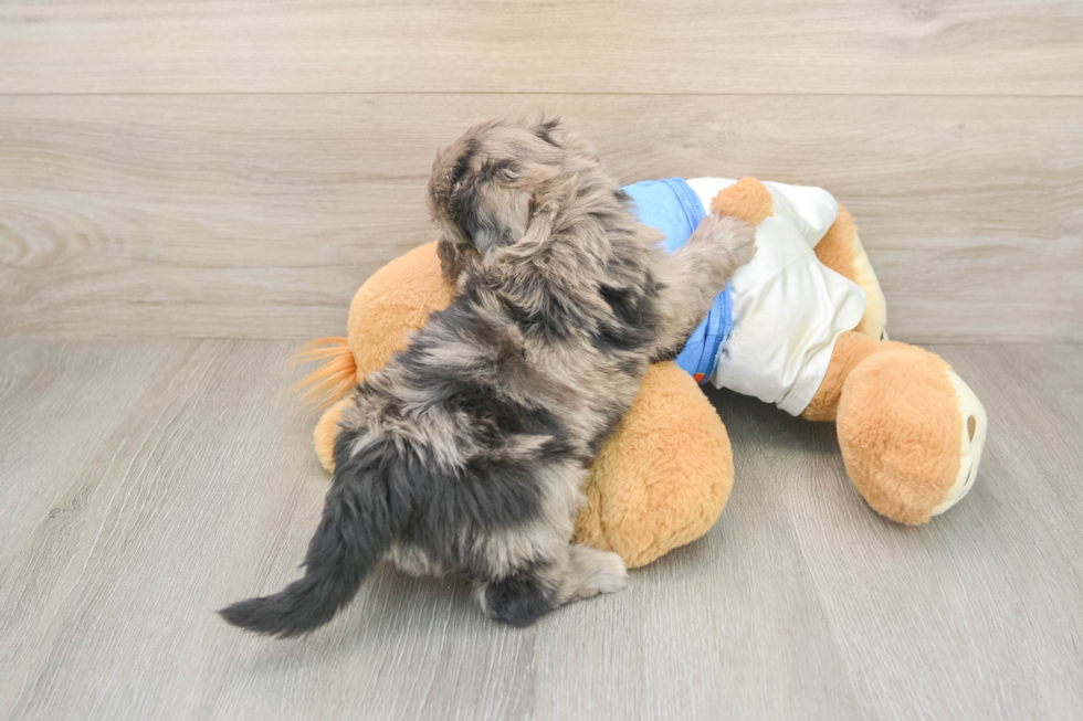 Fluffy Havapoo Poodle Mix Pup