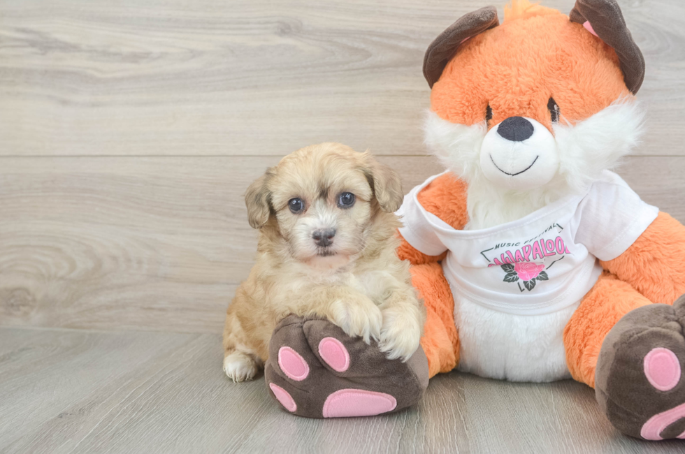7 week old Havapoo Puppy For Sale - Pilesgrove Pups