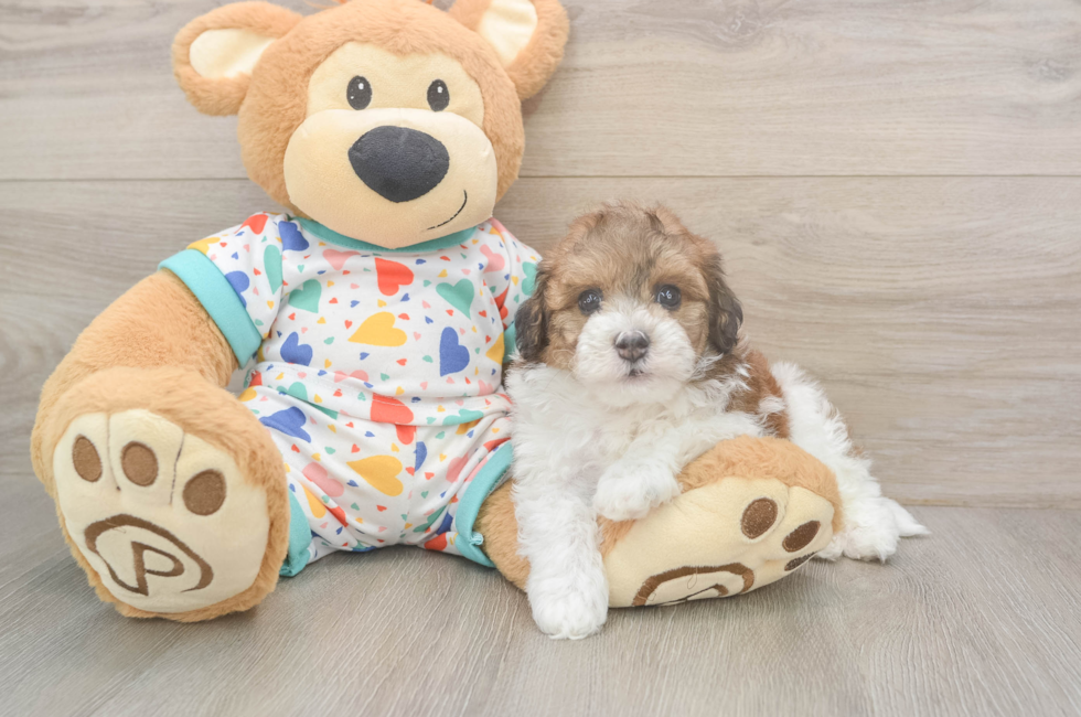 5 week old Havapoo Puppy For Sale - Pilesgrove Pups