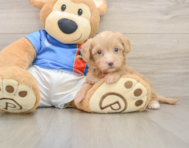 7 week old Havapoo Puppy For Sale - Pilesgrove Pups