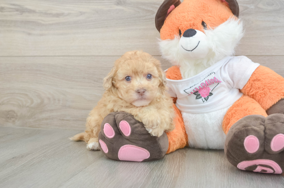 6 week old Havapoo Puppy For Sale - Pilesgrove Pups