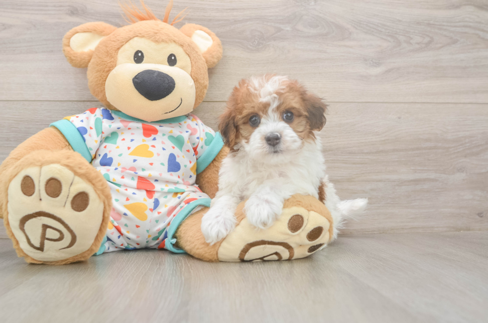 5 week old Havapoo Puppy For Sale - Pilesgrove Pups