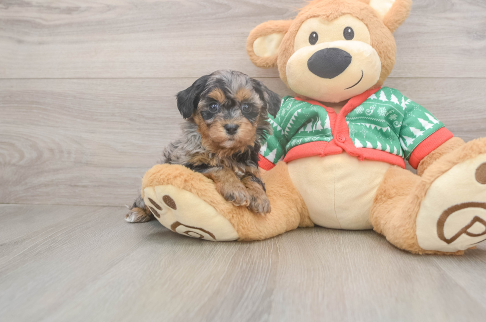 5 week old Havapoo Puppy For Sale - Pilesgrove Pups