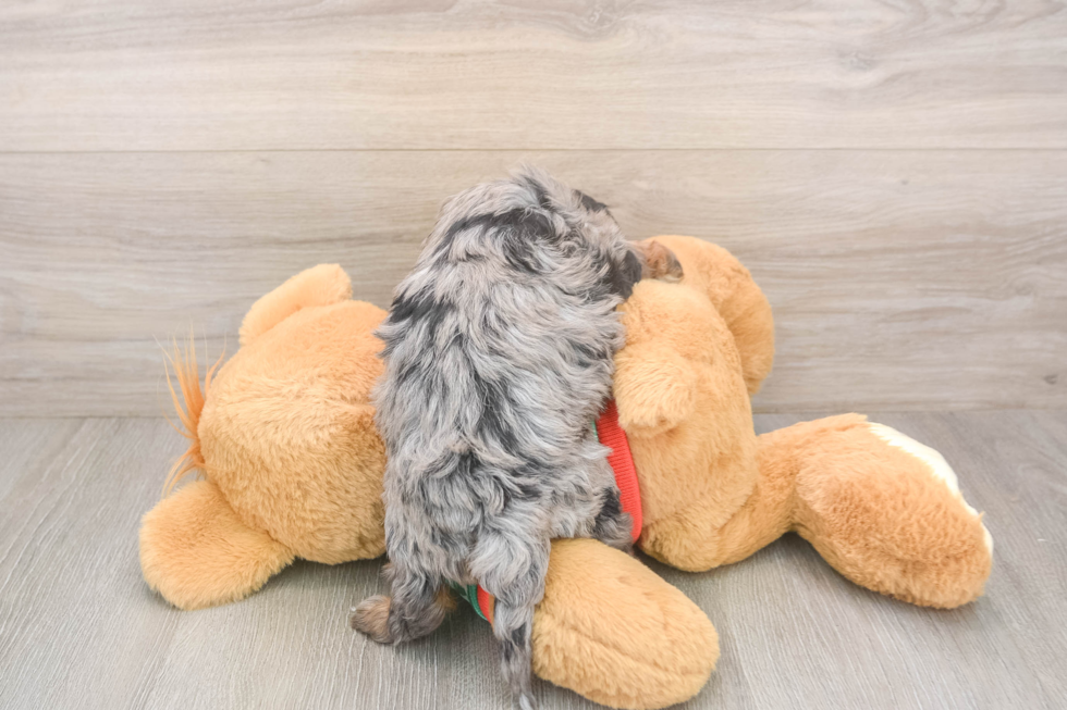 Hypoallergenic Havadoodle Poodle Mix Puppy