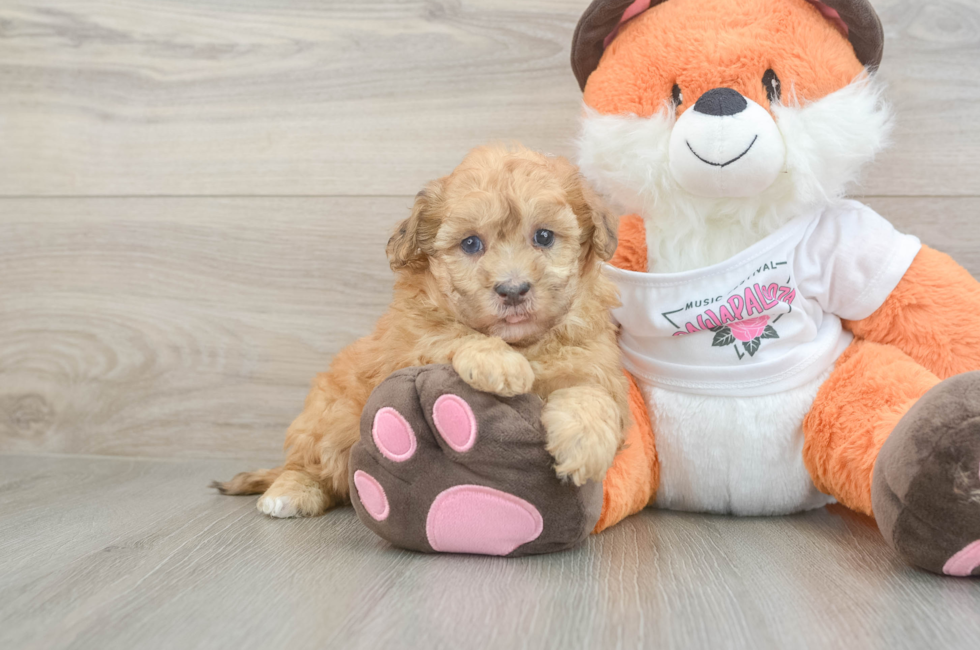 6 week old Havapoo Puppy For Sale - Pilesgrove Pups