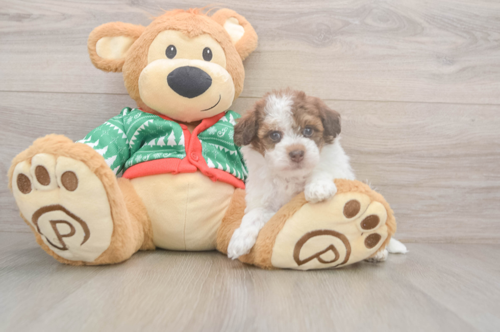 5 week old Havapoo Puppy For Sale - Pilesgrove Pups