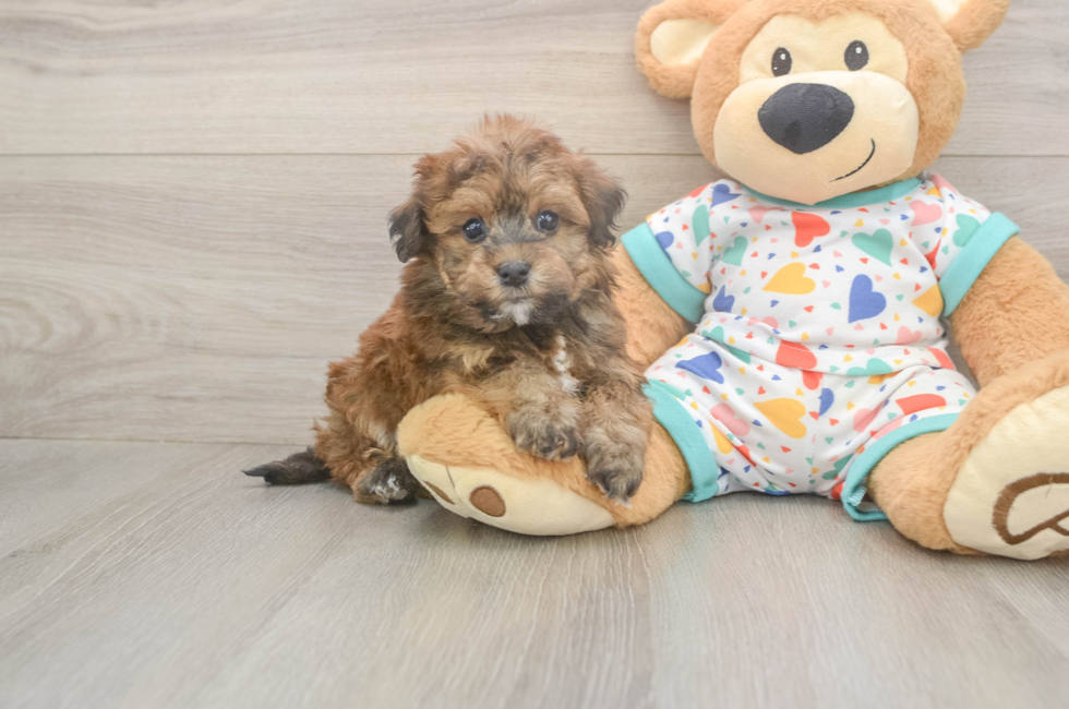 5 week old Havapoo Puppy For Sale - Pilesgrove Pups