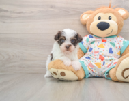 7 week old Havapoo Puppy For Sale - Pilesgrove Pups