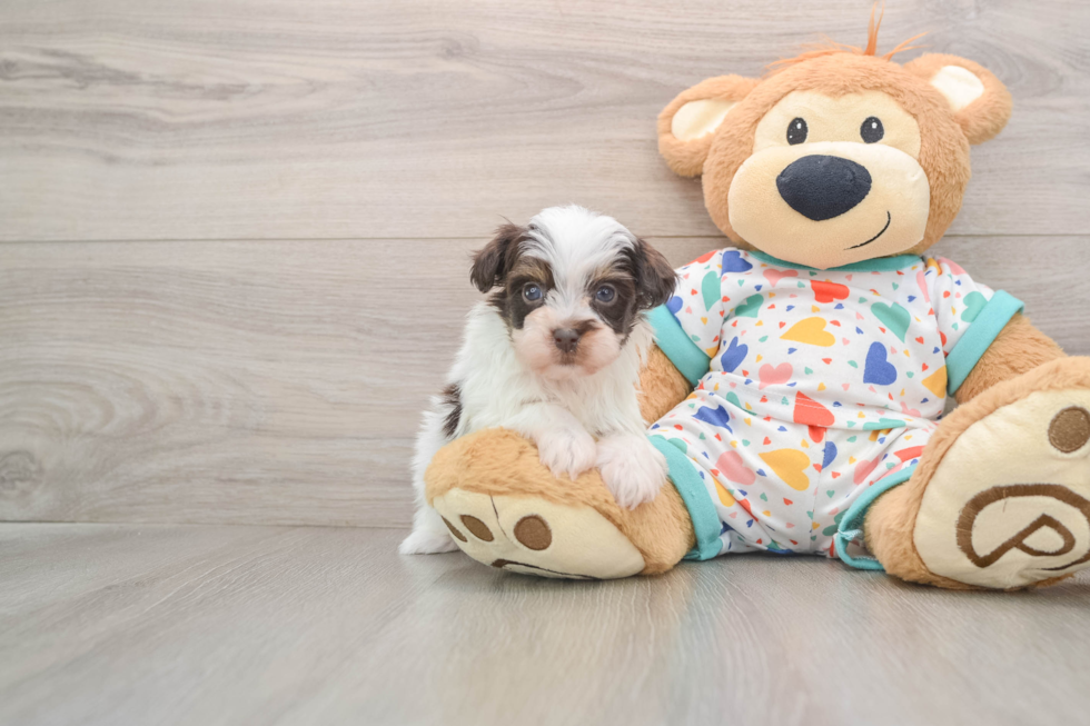 Cute Havapoo Baby