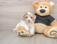 6 week old Havapoo Puppy For Sale - Pilesgrove Pups