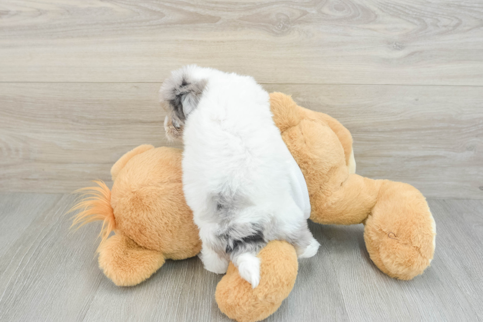 Energetic Havadoodle Poodle Mix Puppy