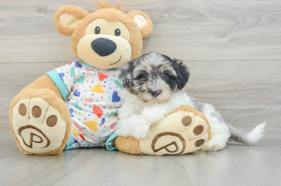 7 week old Havapoo Puppy For Sale - Pilesgrove Pups