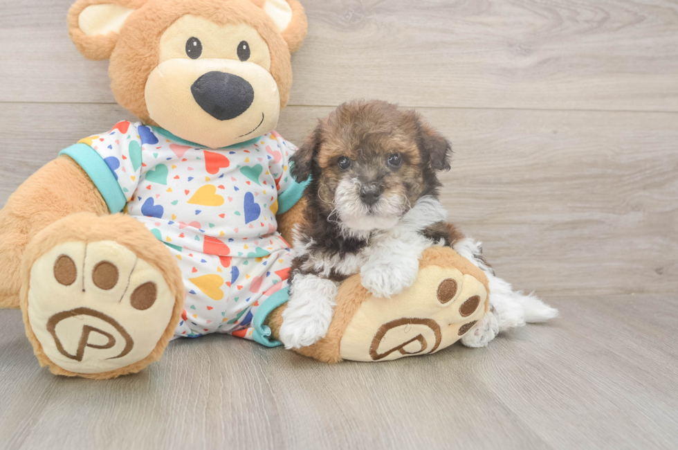 5 week old Havapoo Puppy For Sale - Pilesgrove Pups
