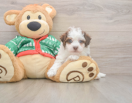 7 week old Havapoo Puppy For Sale - Pilesgrove Pups