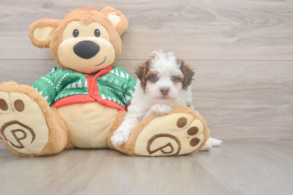 Havapoo Pup Being Cute