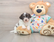 7 week old Havapoo Puppy For Sale - Pilesgrove Pups