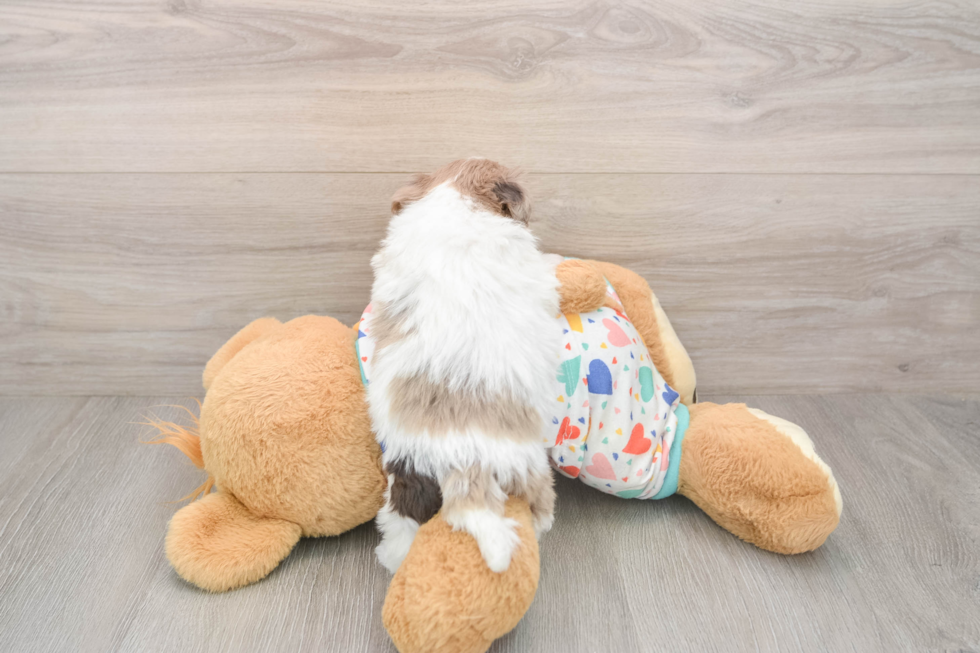 Smart Havapoo Poodle Mix Pup