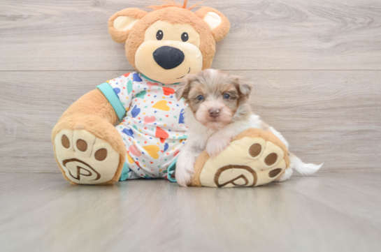 Havapoo Puppy for Adoption