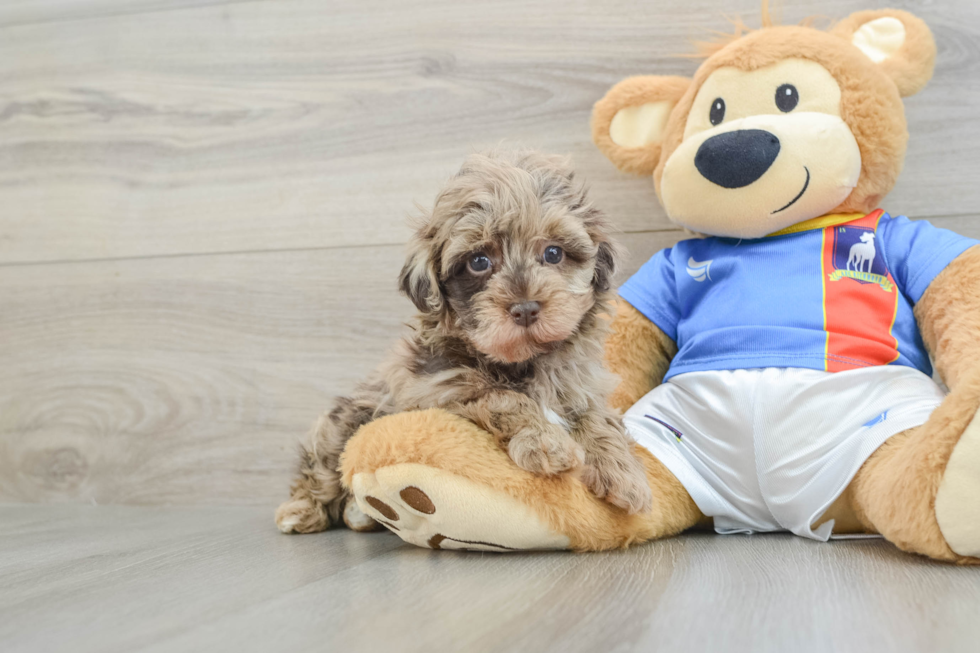 Havapoo Pup Being Cute