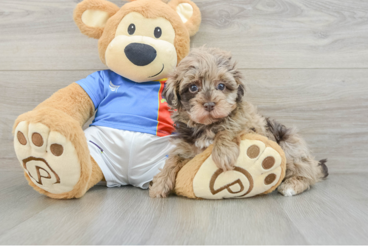 Smart Havapoo Poodle Mix Pup