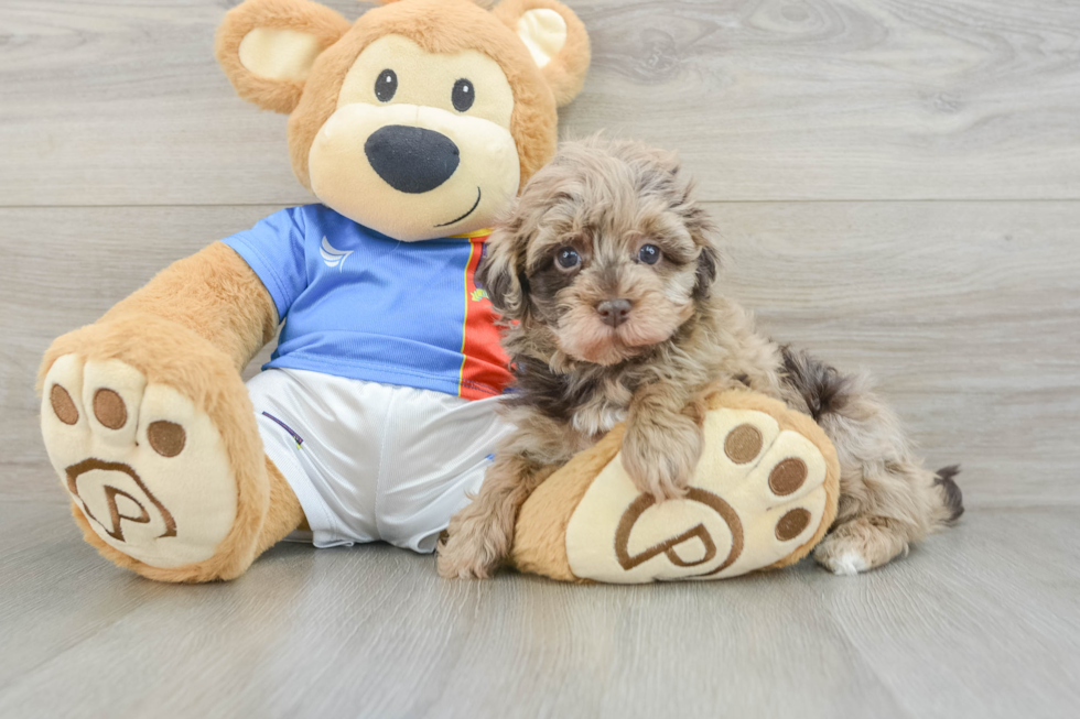 Smart Havapoo Poodle Mix Pup