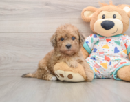 6 week old Havapoo Puppy For Sale - Pilesgrove Pups