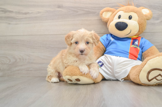 Havapoo Puppy for Adoption