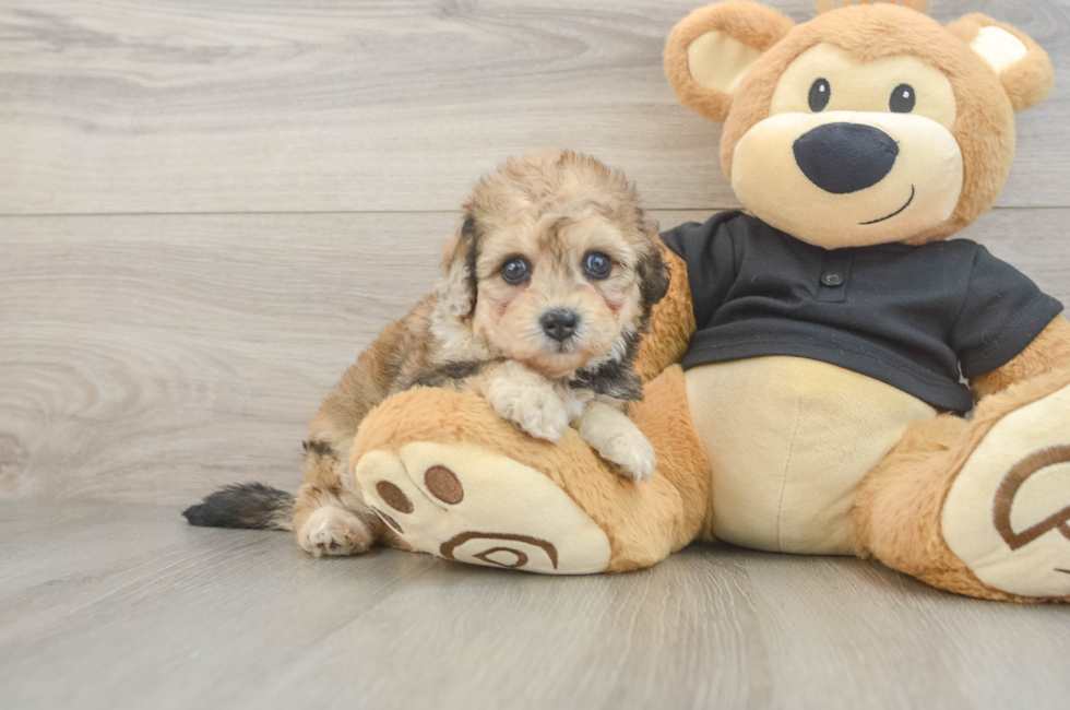 5 week old Havapoo Puppy For Sale - Pilesgrove Pups