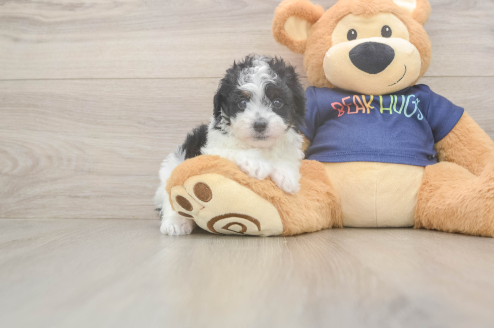 6 week old Havapoo Puppy For Sale - Pilesgrove Pups