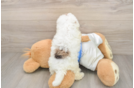 Havapoo Pup Being Cute