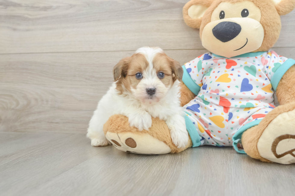 Havapoo Pup Being Cute