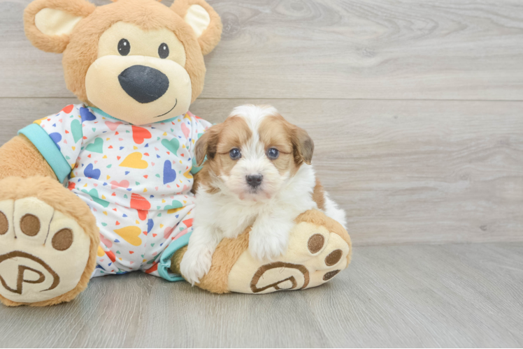 Funny Havapoo Poodle Mix Pup