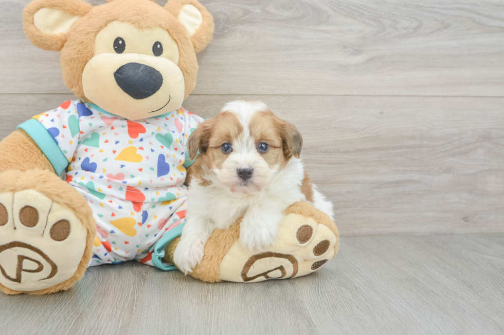Funny Havapoo Poodle Mix Pup