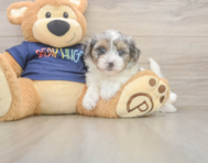 7 week old Havapoo Puppy For Sale - Pilesgrove Pups