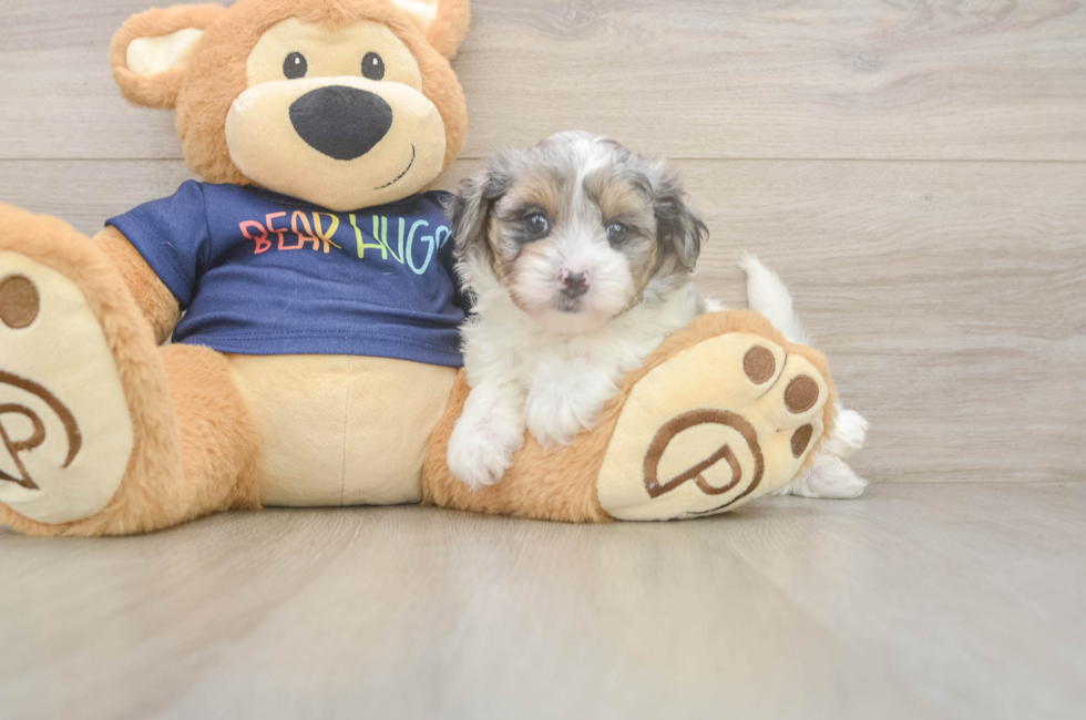 6 week old Havapoo Puppy For Sale - Pilesgrove Pups