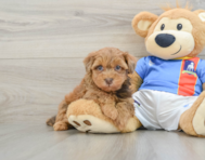 8 week old Havapoo Puppy For Sale - Pilesgrove Pups