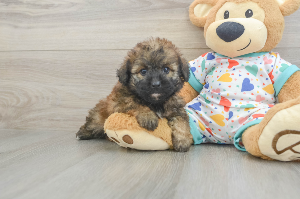 5 week old Havapoo Puppy For Sale - Pilesgrove Pups