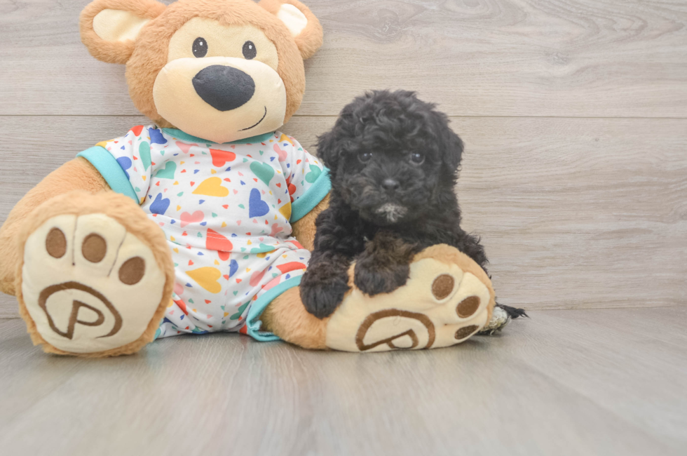 5 week old Havapoo Puppy For Sale - Pilesgrove Pups