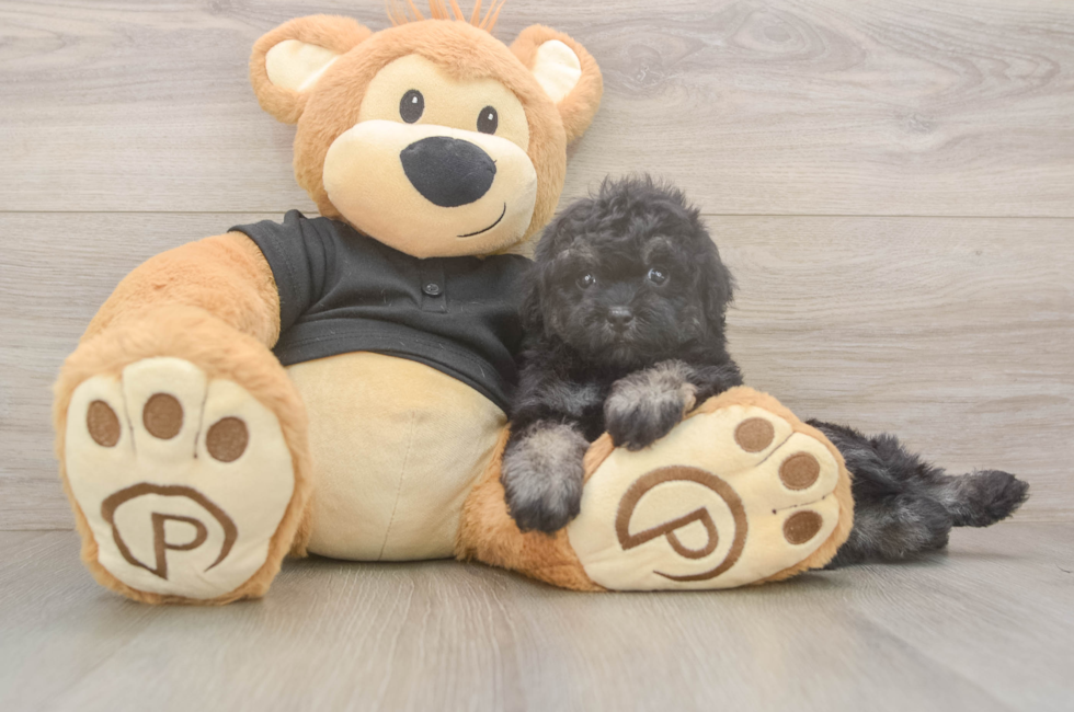 6 week old Havapoo Puppy For Sale - Pilesgrove Pups