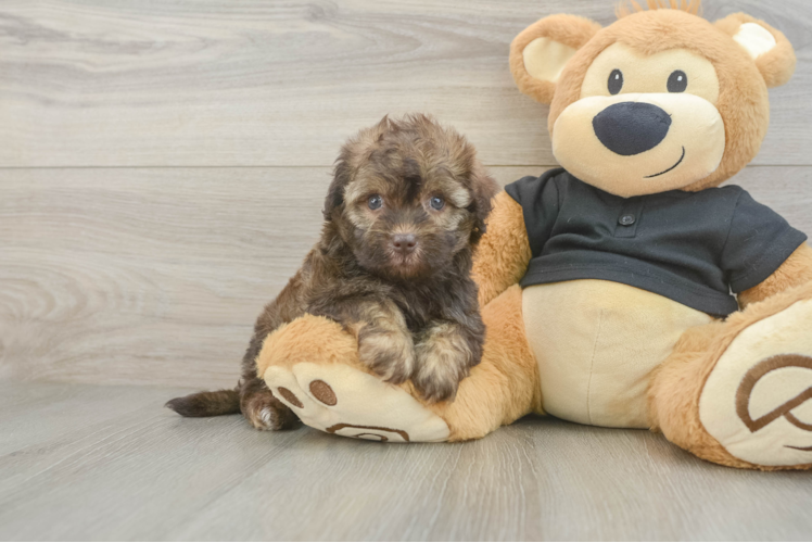 Sweet Havapoo Baby