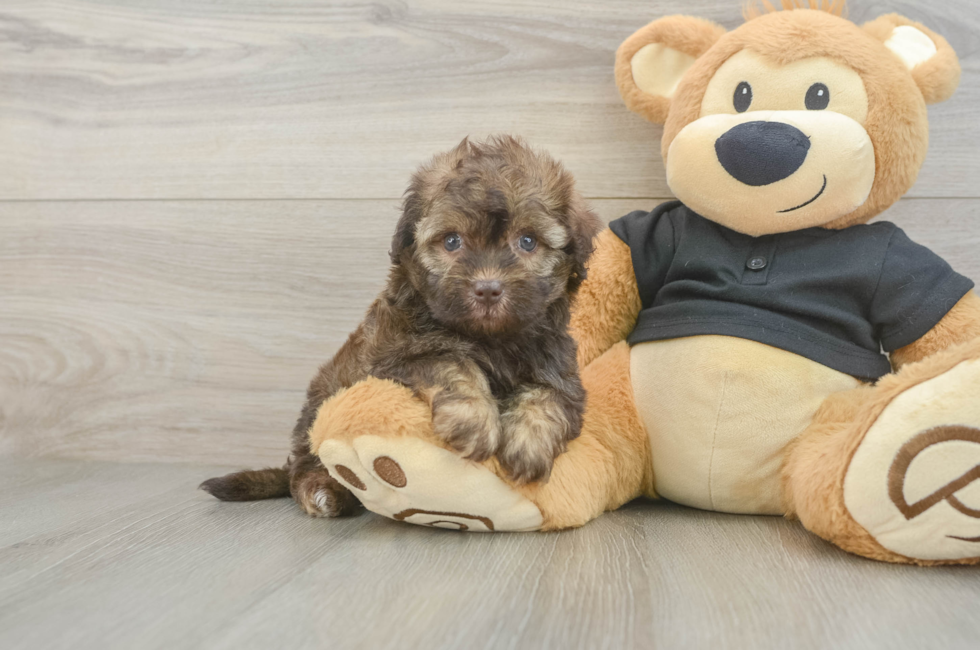5 week old Havapoo Puppy For Sale - Pilesgrove Pups