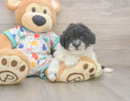 8 week old Havapoo Puppy For Sale - Pilesgrove Pups