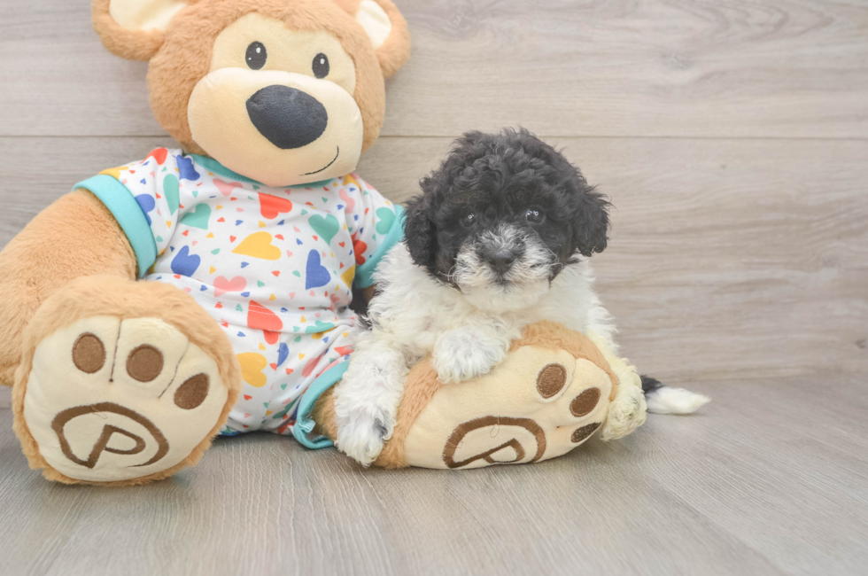 5 week old Havapoo Puppy For Sale - Pilesgrove Pups
